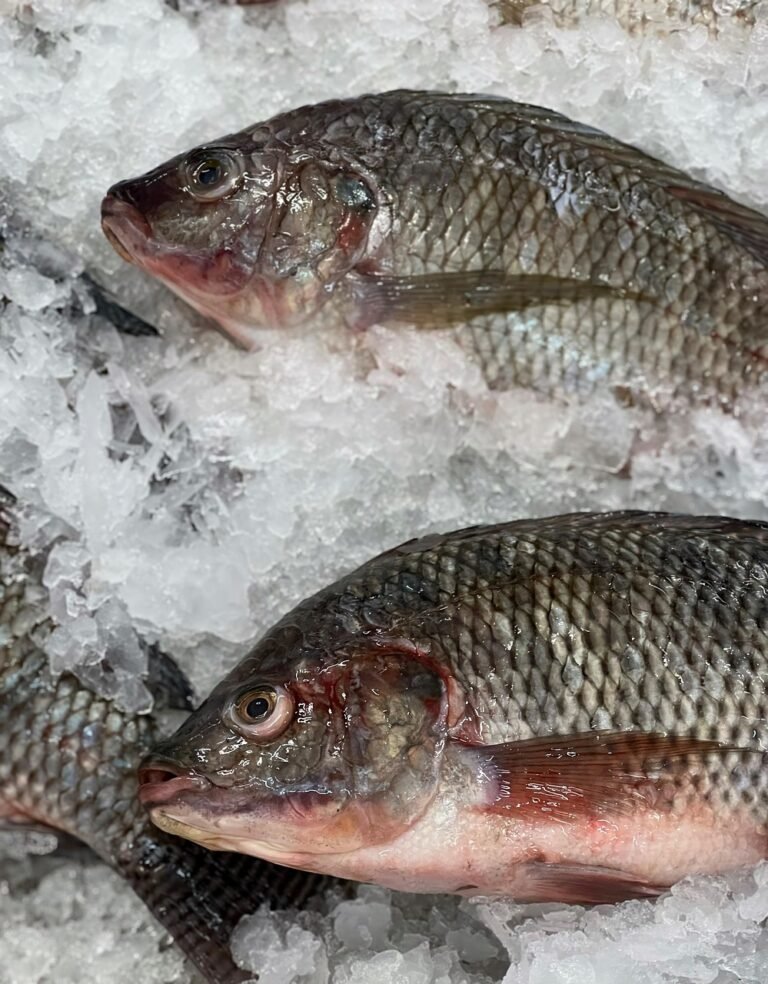 tilapia, fish, fresh fish, marine, market, raw, bazaar, freeze, nature, fresh food